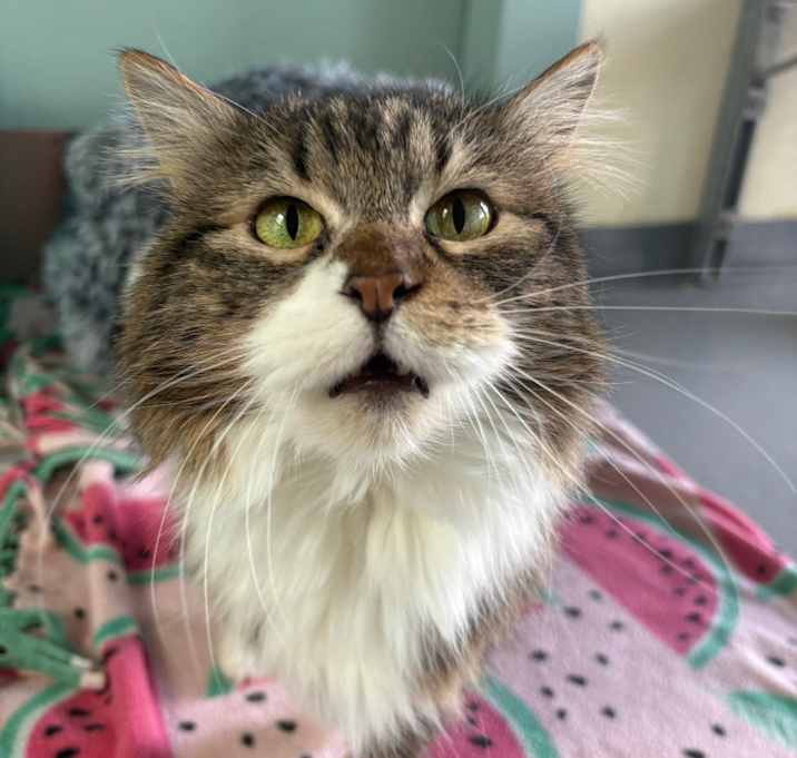 Photo of Lady Socks