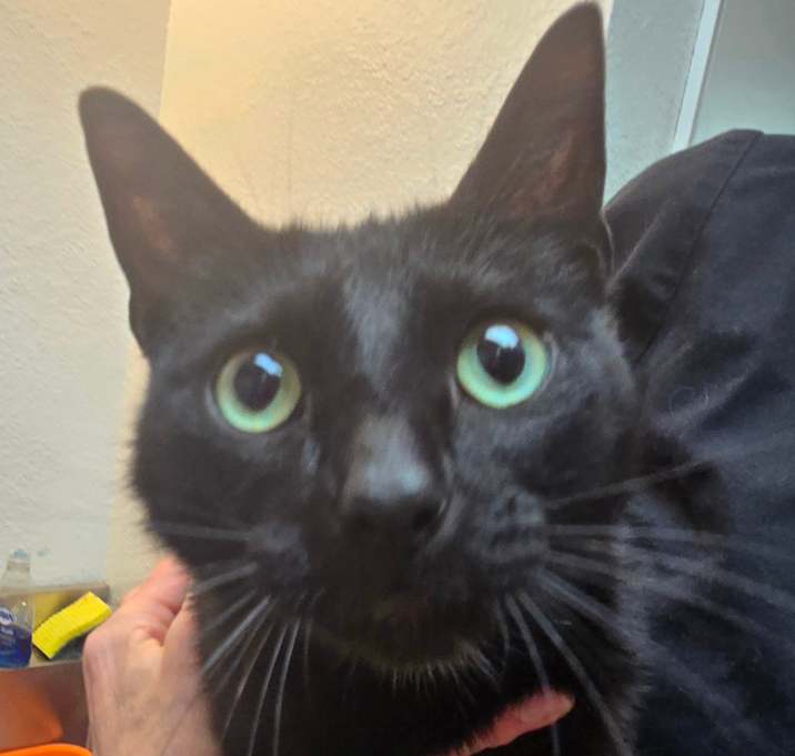 Photo of Whiskers