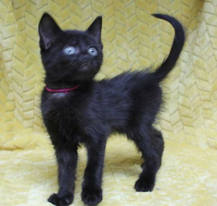 Photo of Mr. Hissy - 41702