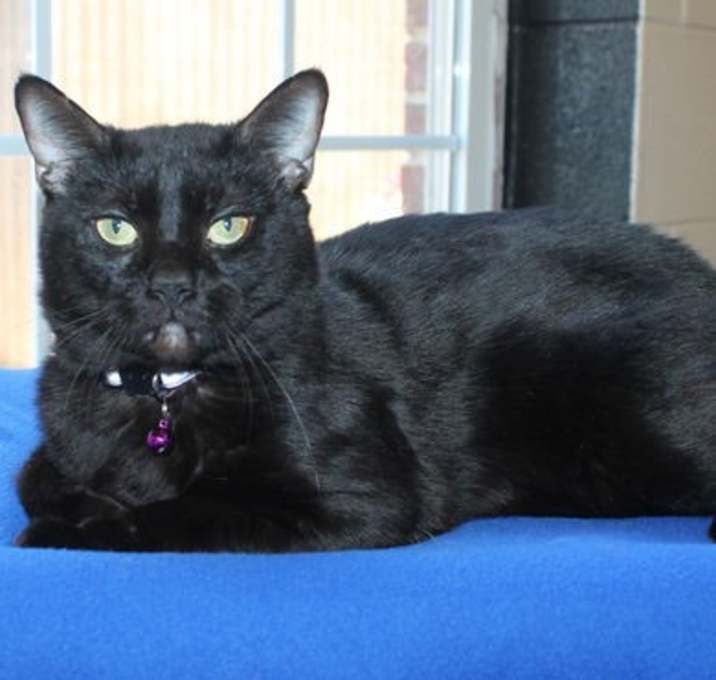 Photo of Binx - 41599