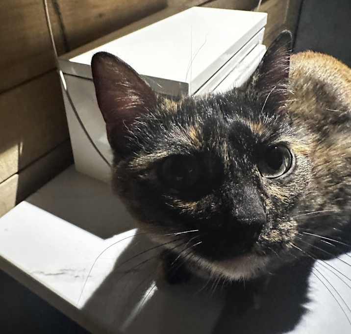 Photo of Glaze