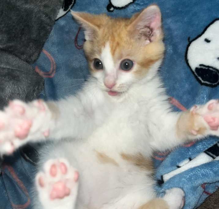 Photo of Butterscotch