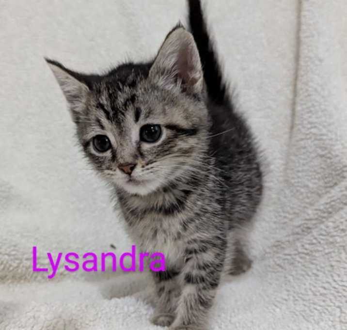 Photo of Lysandra @Nine Lives Cat Cafe