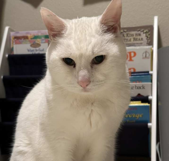 Photo of Cooper