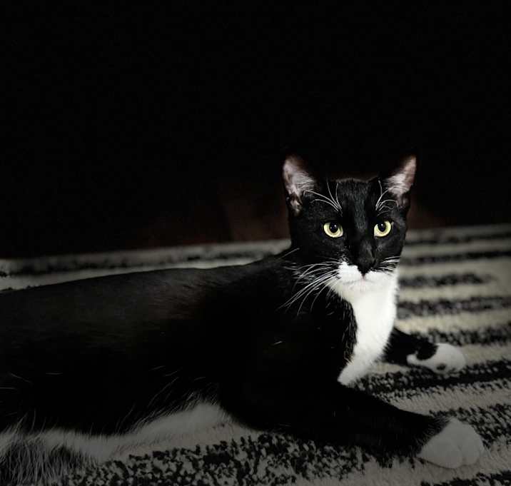 Photo of Figaro