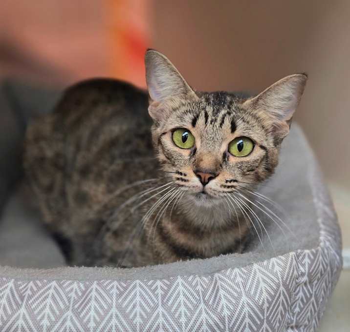 Photo of Pepper 