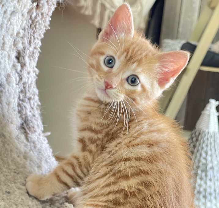 Photo of Juno