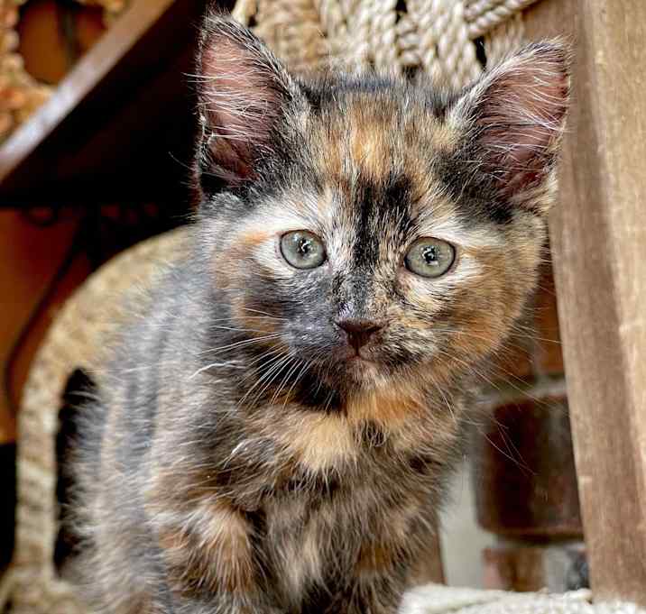Photo of Josie