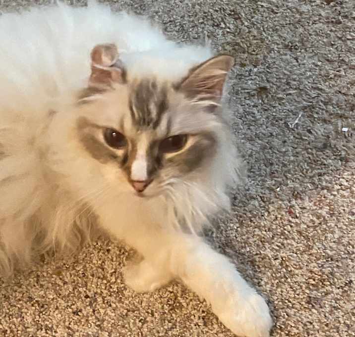Photo of Kimba (the white lion)