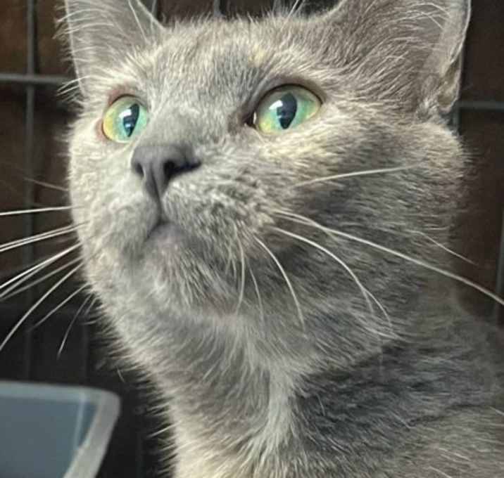 Photo of Blossom