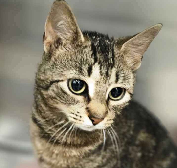 Photo of Snowy