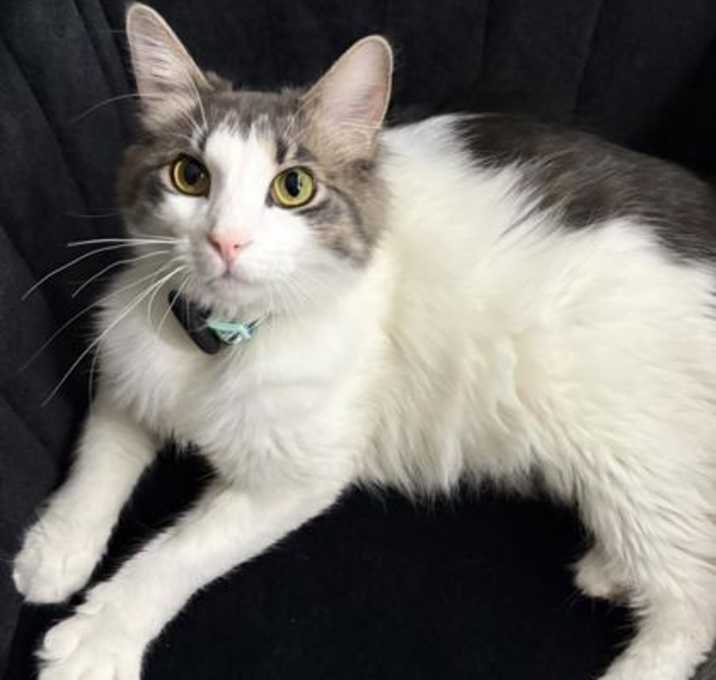 Photo of Otis