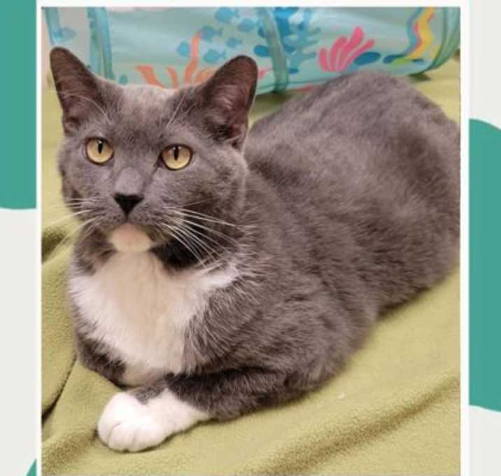 Photo of Sammy (Bonded w/ Dusty)
