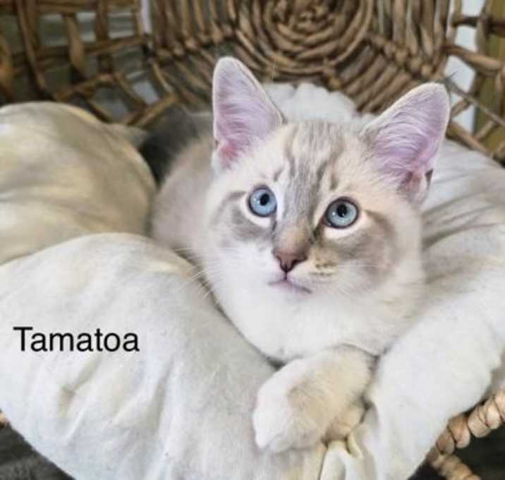 Photo of Tamatoa