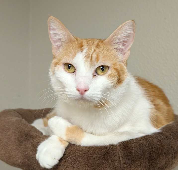 Photo of Sandwich (Sandy)