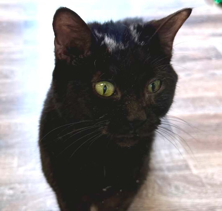 Photo of Skunk