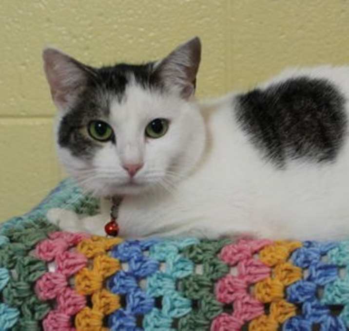 Photo of Shaggy - 41641