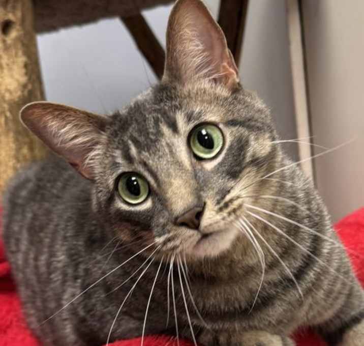 Photo of Smokey
