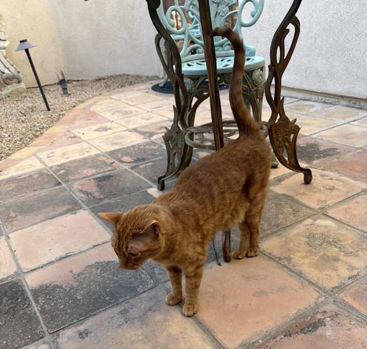 Photo of Archie
