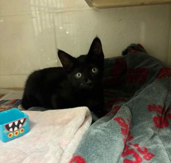 Photo of Blueberry