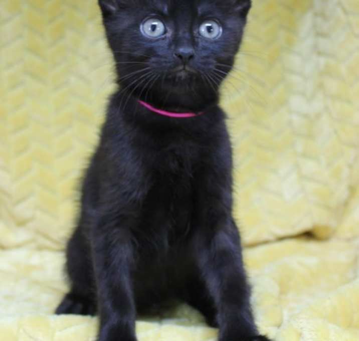 Photo of Tasha - 41701