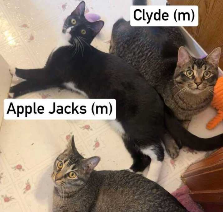 Photo of Apple Jacks