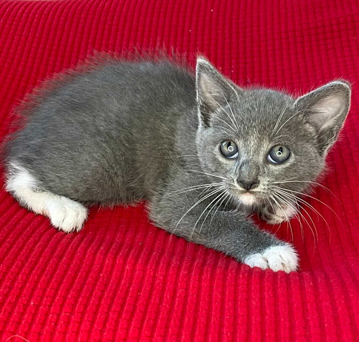 Photo of Steel