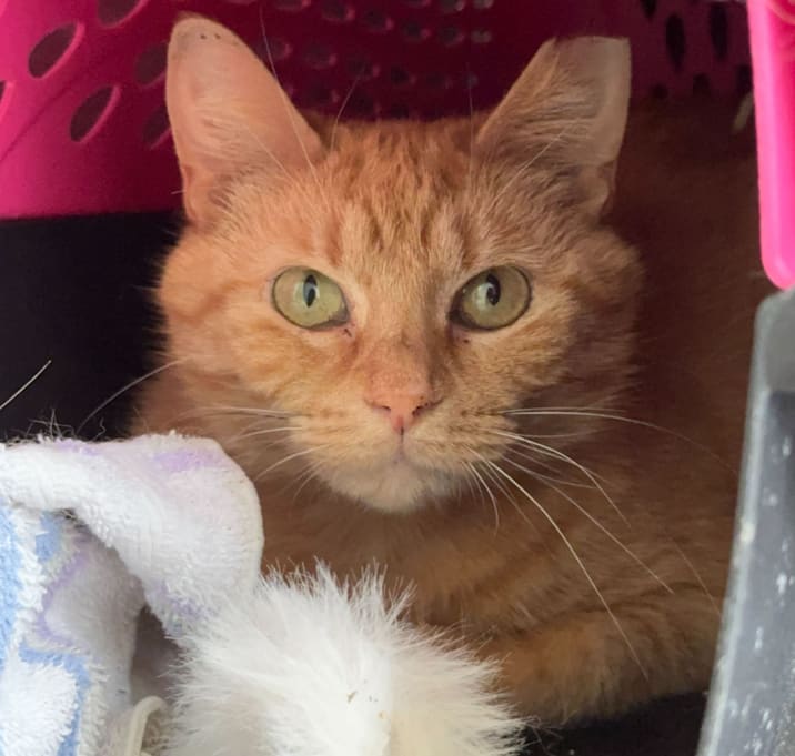 Photo of Oakley