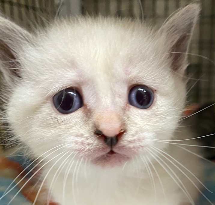 Photo of Adoption pending Hoppee