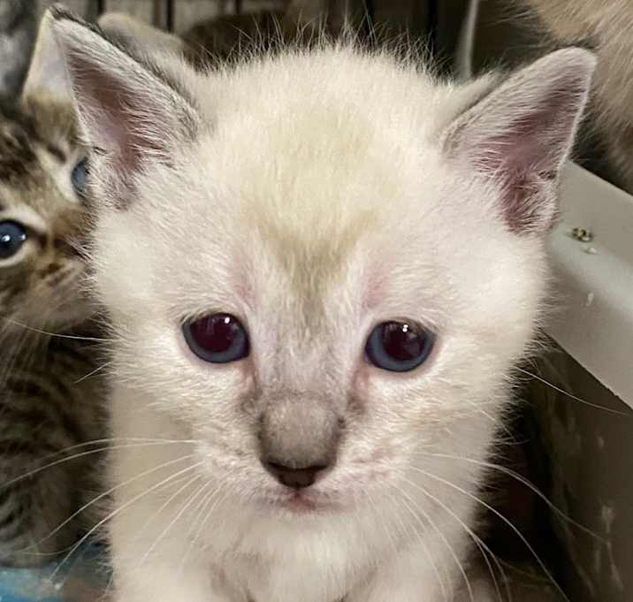 Photo of Adoption pending Peeps