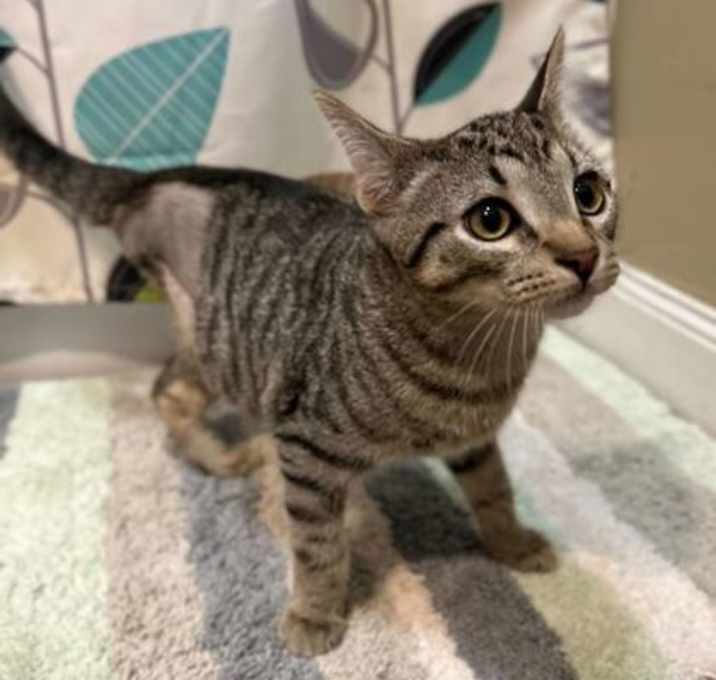 Photo of Melon
