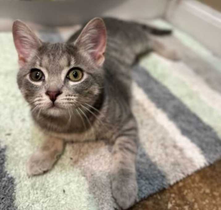 Photo of Strawberry