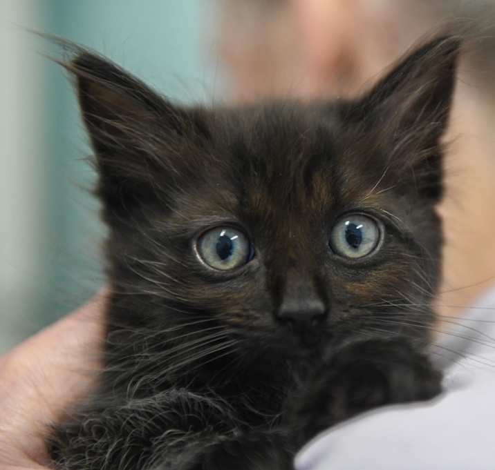 Photo of Bagheera