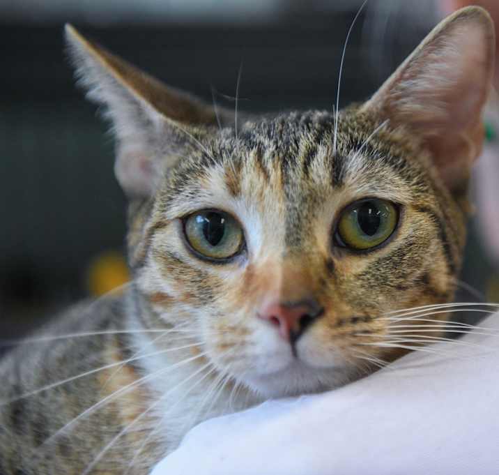 Photo of Rosie