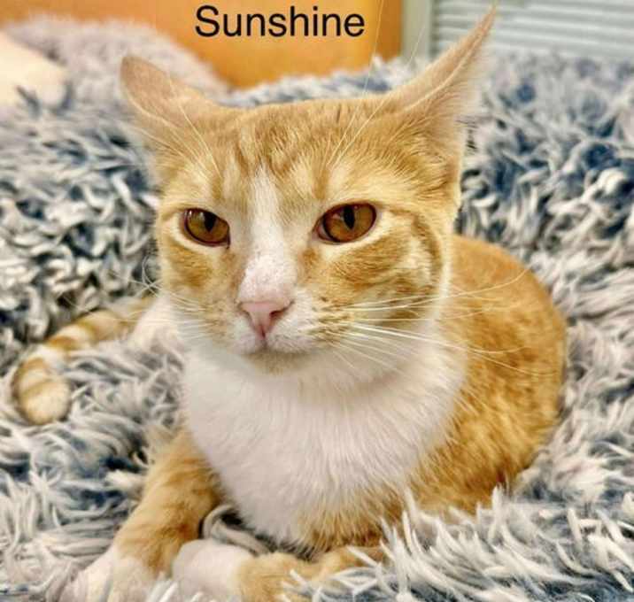 Photo of Sunshine