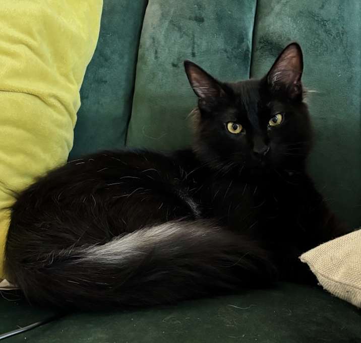 Photo of Remy