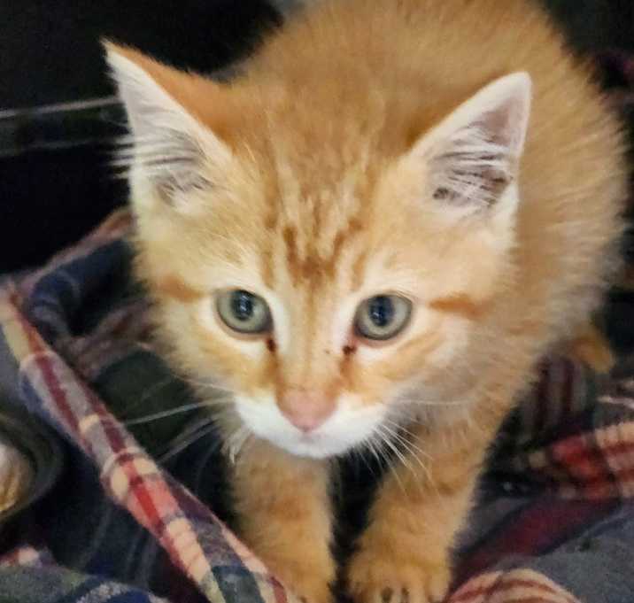 Photo of Sherbert