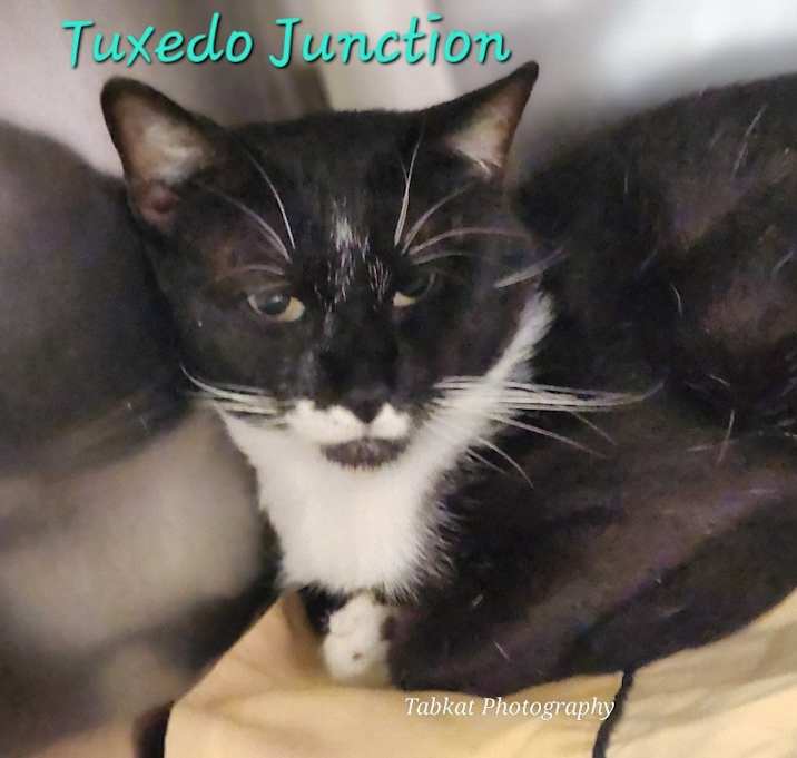 Photo of Tuxedo Junction