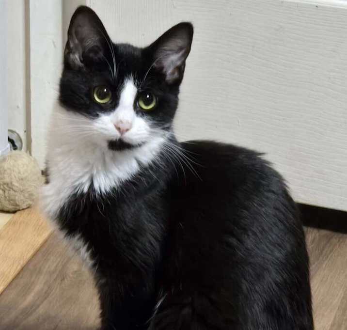 Photo of JiJi