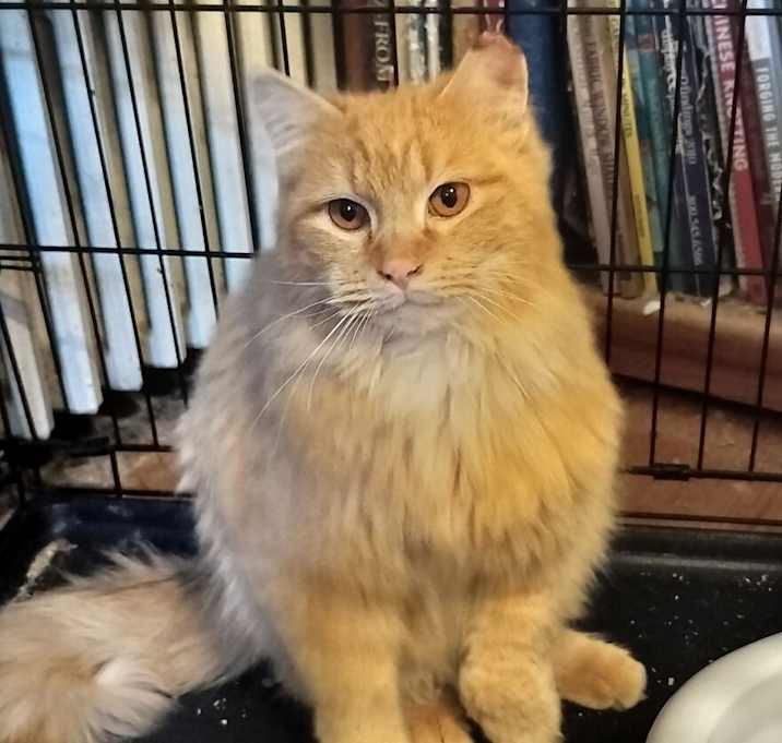 Photo of Marmalade