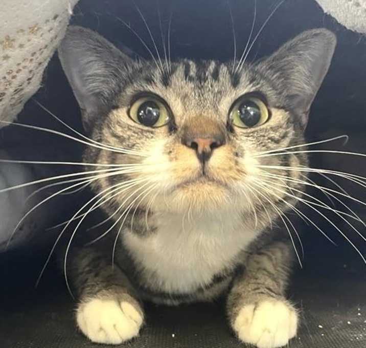 Photo of Tinker