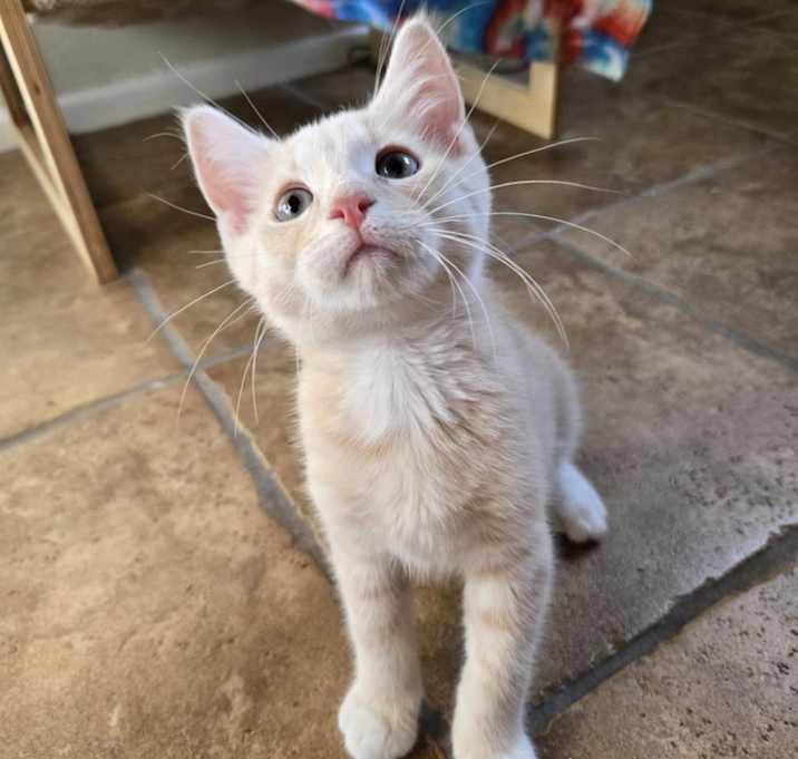 Photo of Spark