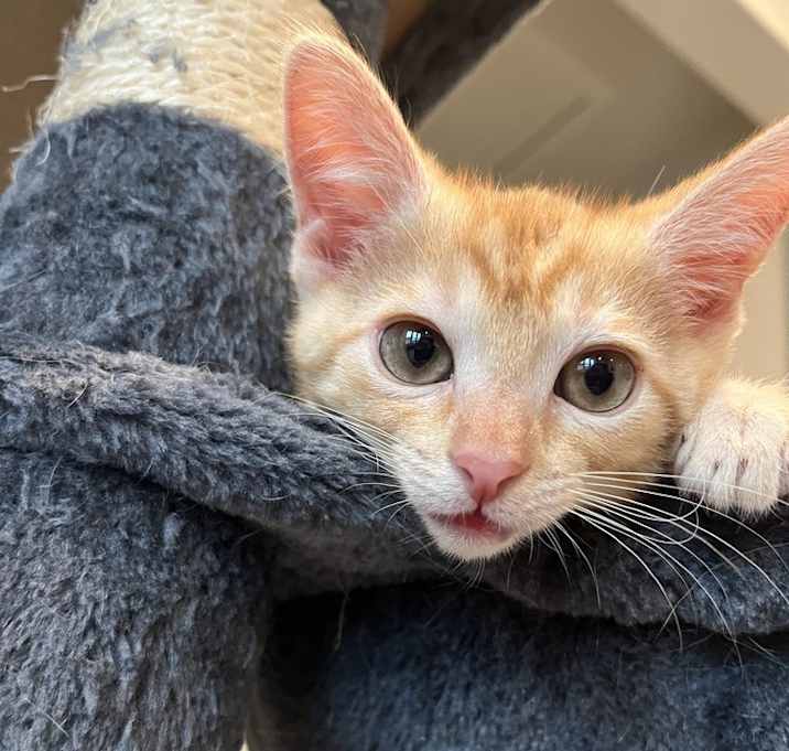 Photo of Piper