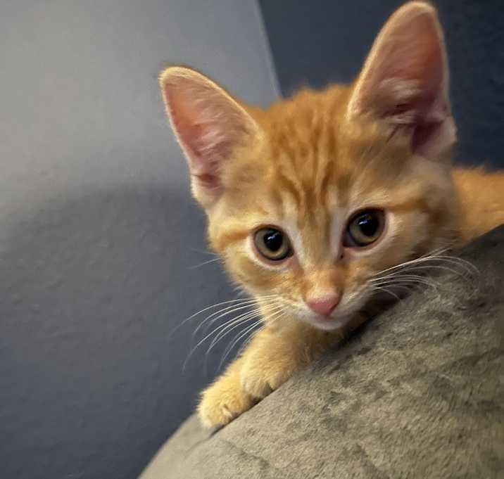 Photo of Penelope