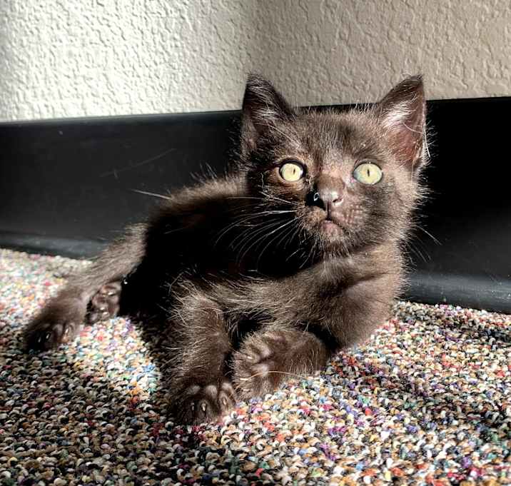 Photo of Baby Balto