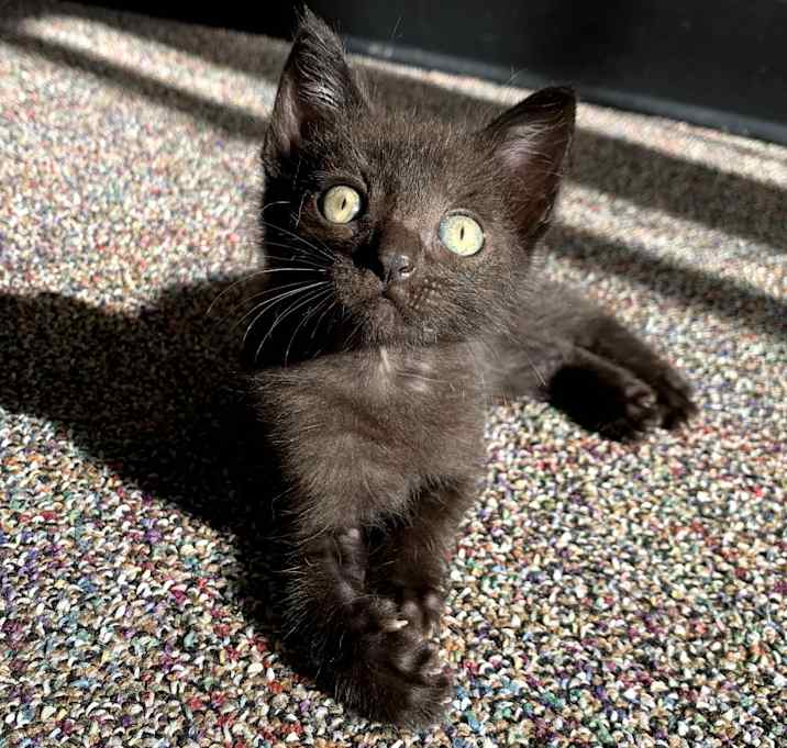Photo of Cinnamon