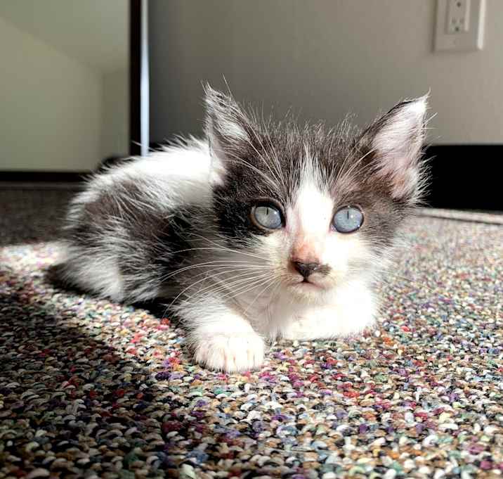 Photo of Moo Moo