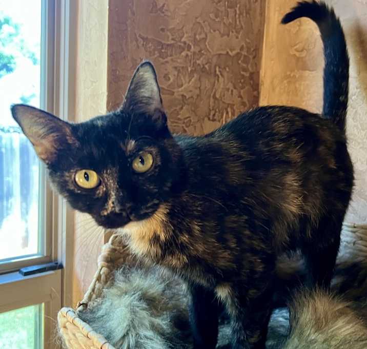 Photo of Mama Scout