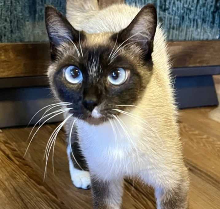 Photo of Mama Moonstone