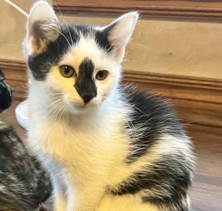 Photo of Jet